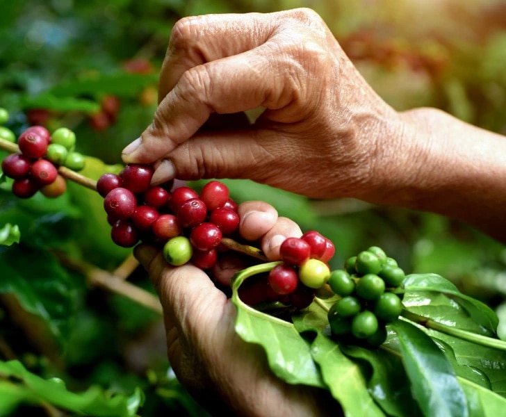 Café NESCAFÉ Dolce Gusto cultivado responsablemente